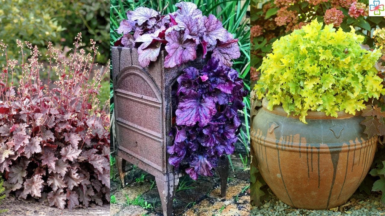 31 Best Heuchera Varieties | Different Types of Heucheras