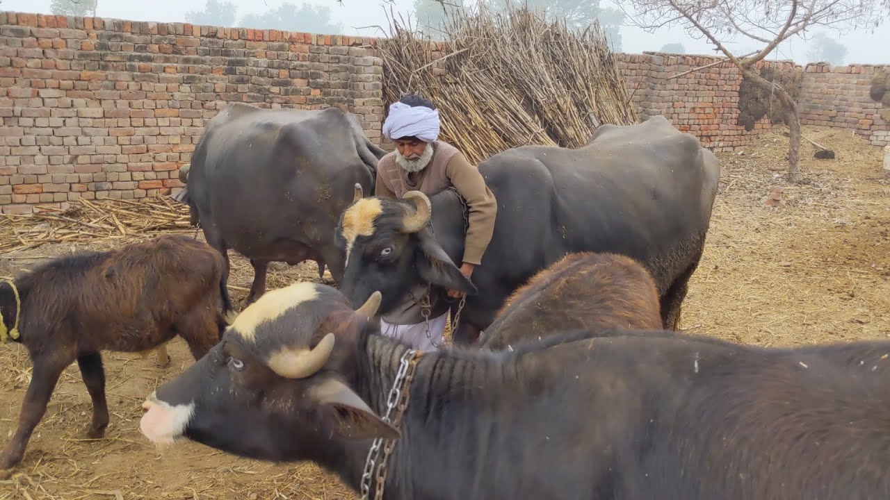 Buffalo farming with hamza|| buffalo Care.