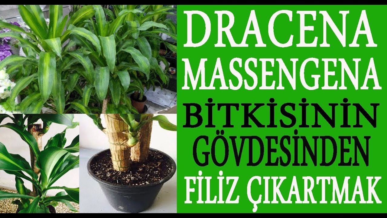 Dracena Massengena bitkisinden filiz çıkartmak. Masengena çiçekelerinden yeni filizler çıkarma