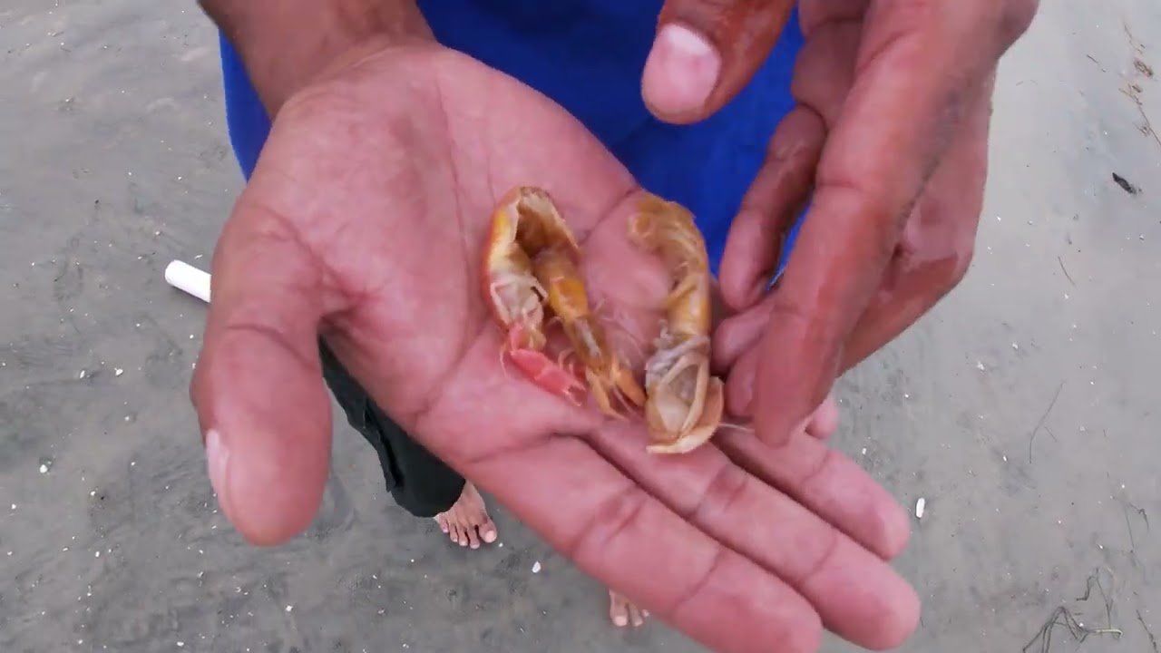 how to catch ghost shrimp 2022