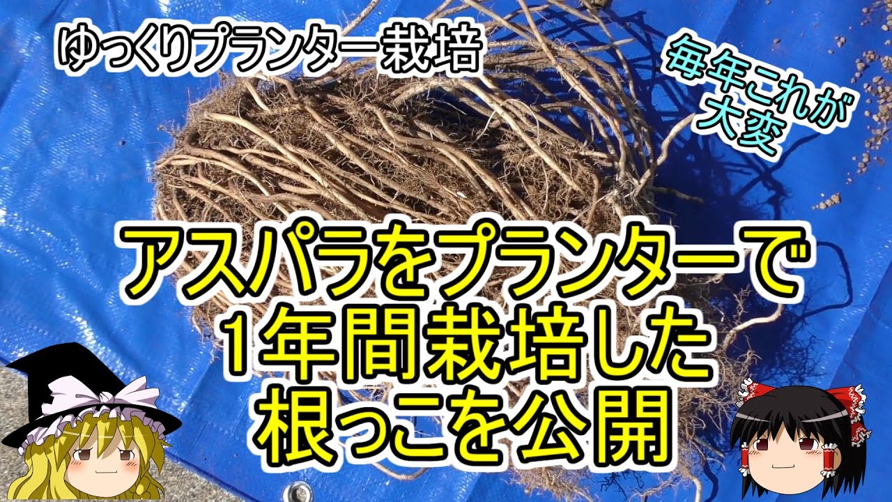 アスパラガス栽培　1年間栽培した根っこを公開