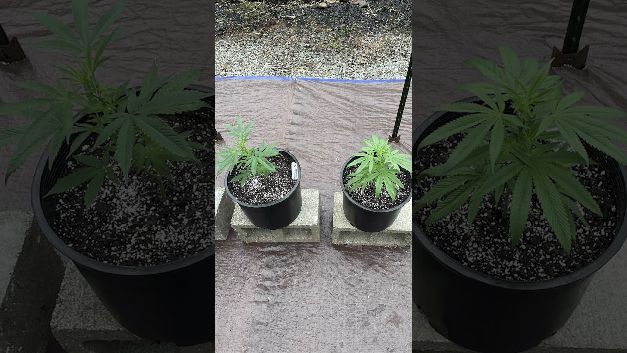 Shordie Greenhouse Grow, May 17th First Night outside 🥊 #cannabiseducation #greenhouse #fyp #2025