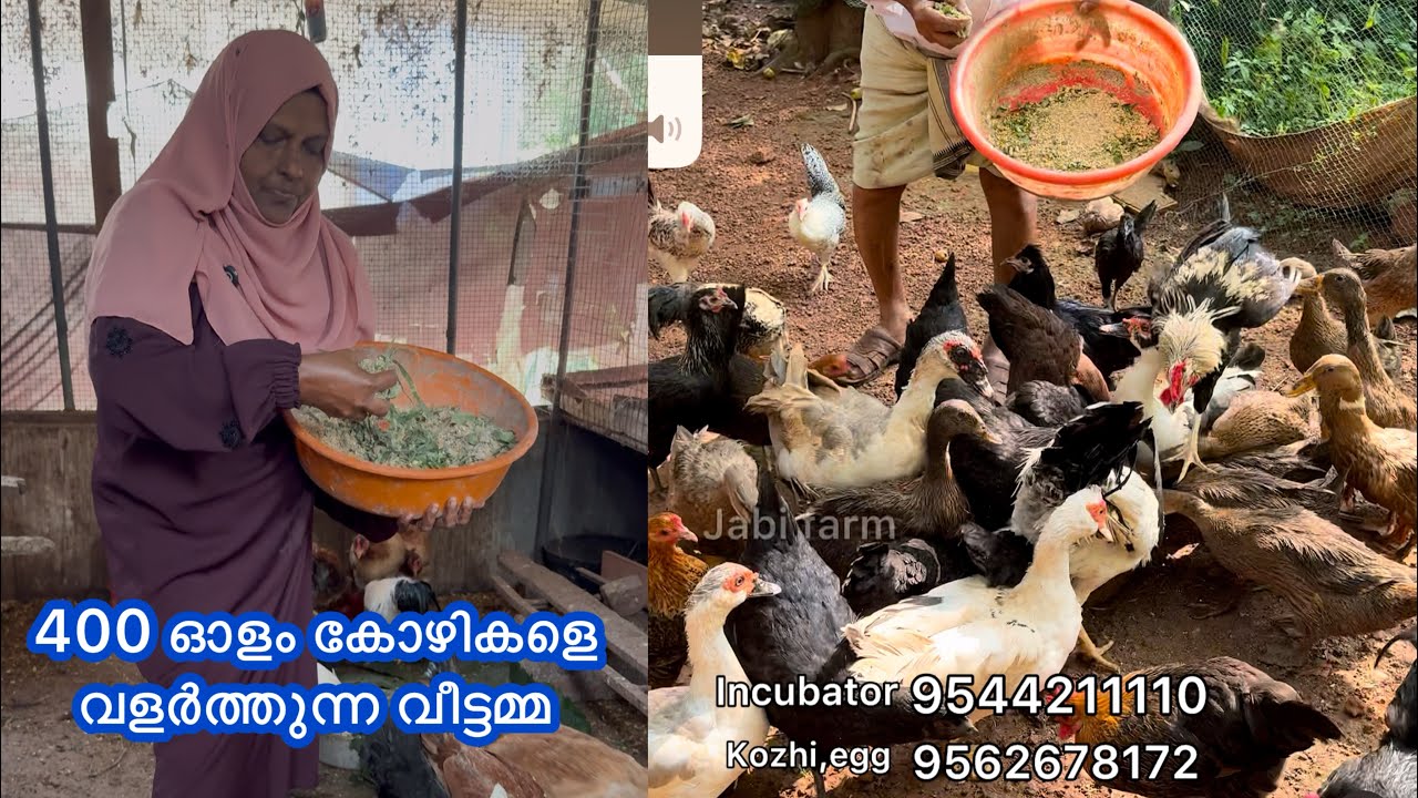 400 ൽ പരം  കോഴികളെ വളർത്തി അതിൽ നിന്നും മികച്ച വരുമാനം കണ്ടെത്തുന്ന വീട്ടമ്മ #kozhivalarthal #hen
