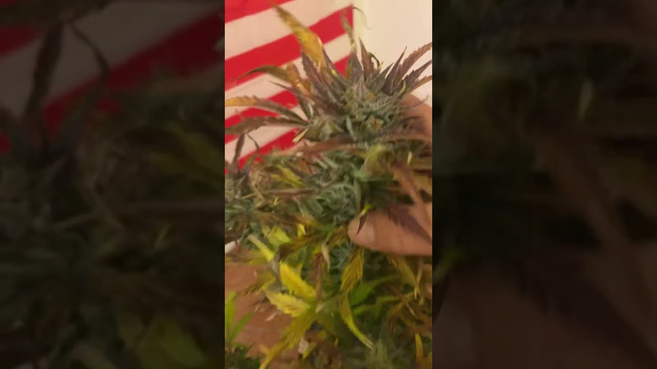 GREEN MOUNTAIN GENETICS!!!🔥🔥🔥