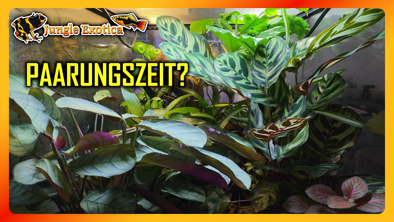 Die Paarungszeit der Frösche hat begonnen | Wochen-Update #80 | Jungle Exotica
