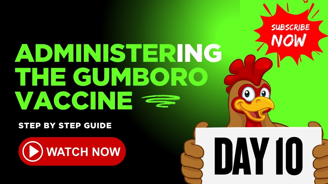 Broiler Farming Day 10 | How to Administer Gumboro Vaccine (Step-by-Step Guide)