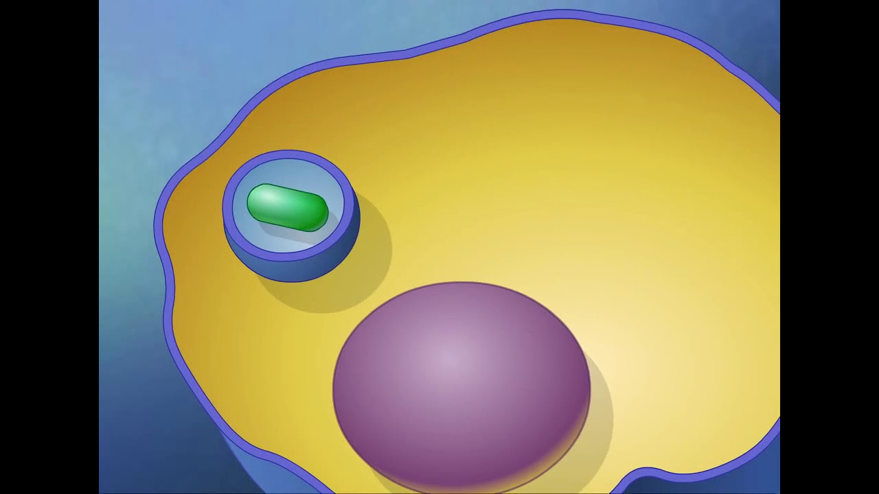 Endocytosis and Exocytosis HD Animation