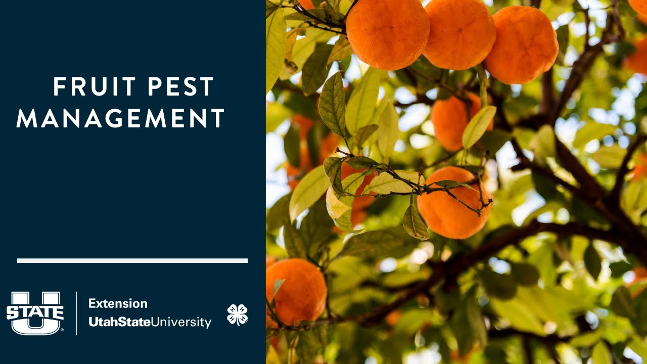 Fruit Pest Management