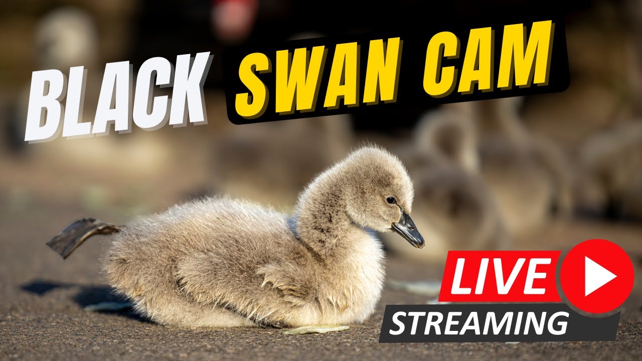 Black Swan Cam Dawlish