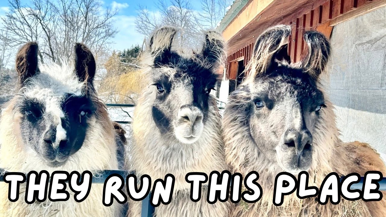 Meet My 6 Llamas (They Keep Me Busy at 75)