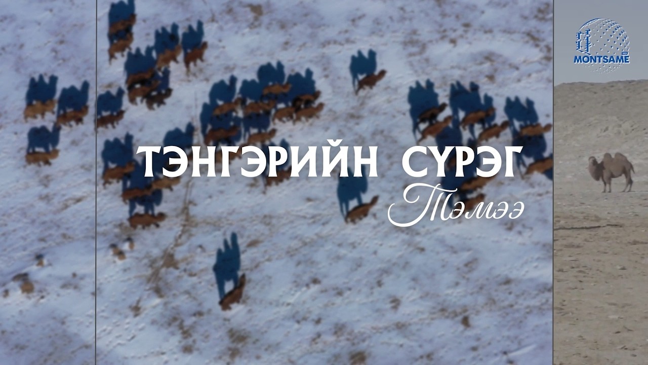 “Тэнгэрийн сүрэг Тэмээ” нэвтрүүлэг