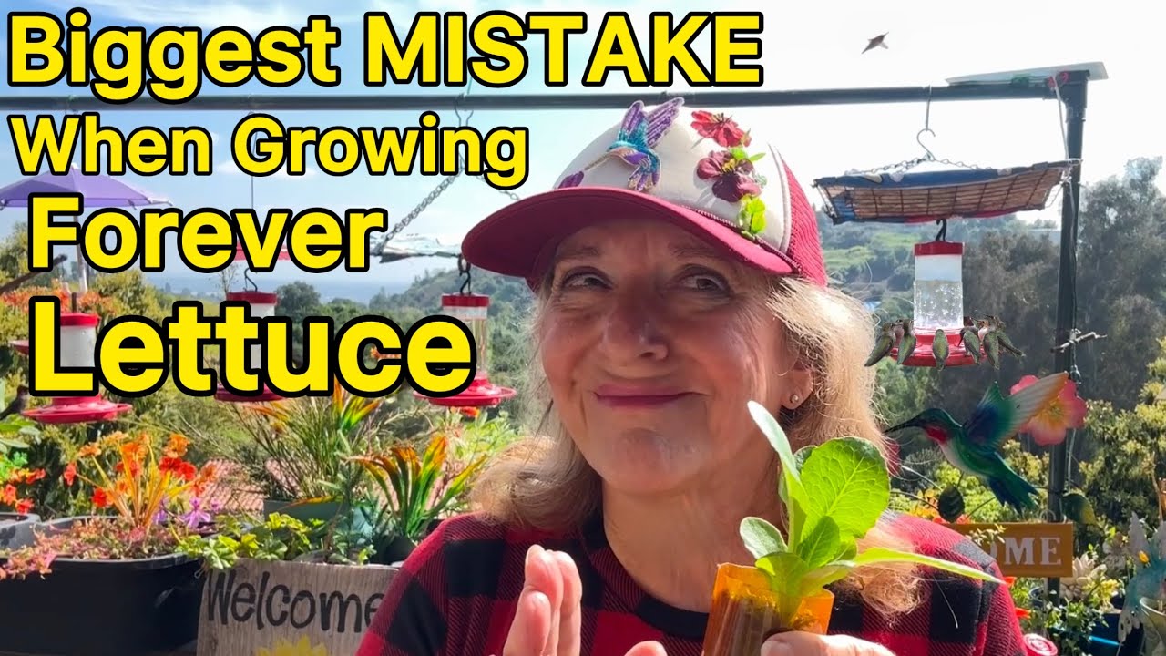 Growing Lettuce from Seed for Life * TIPS Plant ONCE * Easy Small Space Container Gardening Methods