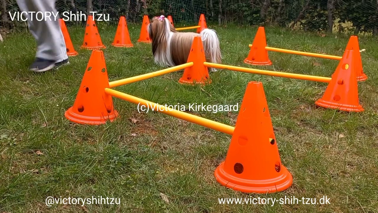 VICTORY Shih Tzu's Olivia-Sophia First Try of Agility Level 2