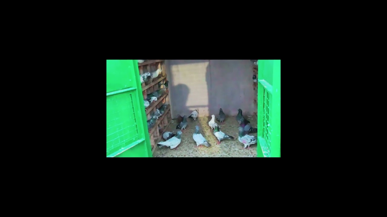 Pigeons 4/ PMH Studio/ #shorts #pigeon