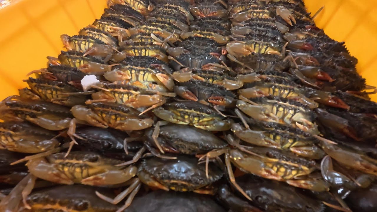 chợ cá cuối tuần quâ nhiều cá ngon