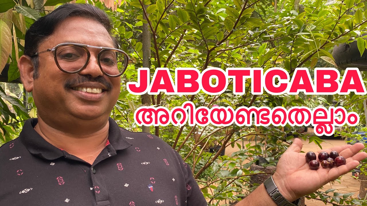 JABOTICABA REVIEWS  ജബോട്ടിക്കാബ  അറിയേണ്ടതെല്ലാം