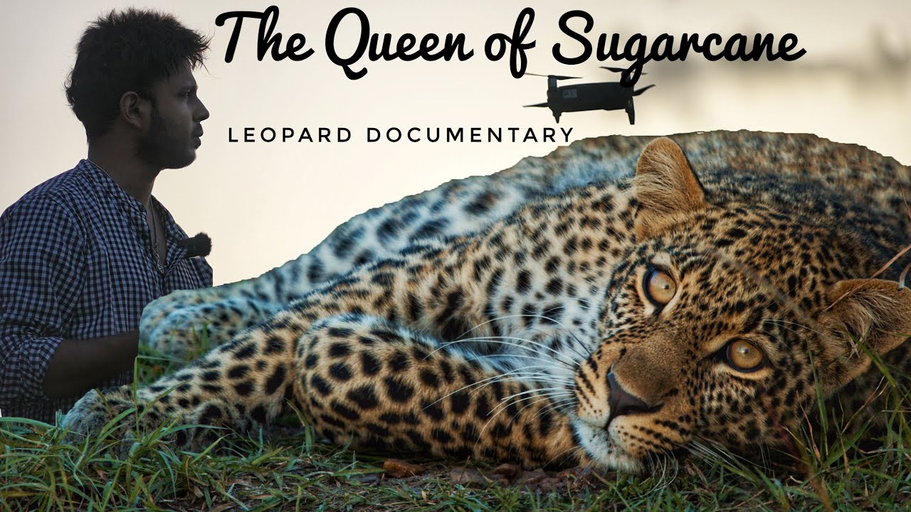 Leopards in Sugarcane farms | Documentary | Leopard in Pune city | Leopard attack on Dog