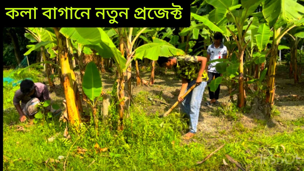 কলার বাগানে নতুন প্রজেক্ট | caca vaste official | vlog 4
