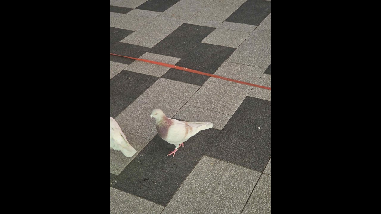 第五人格 遊玩 歡迎大家看我下飯