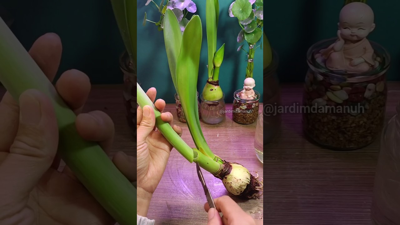 Propagando amar&iacute;lis da forma correta ##amarilis #dicasdejardinagem #jardinagem #garden