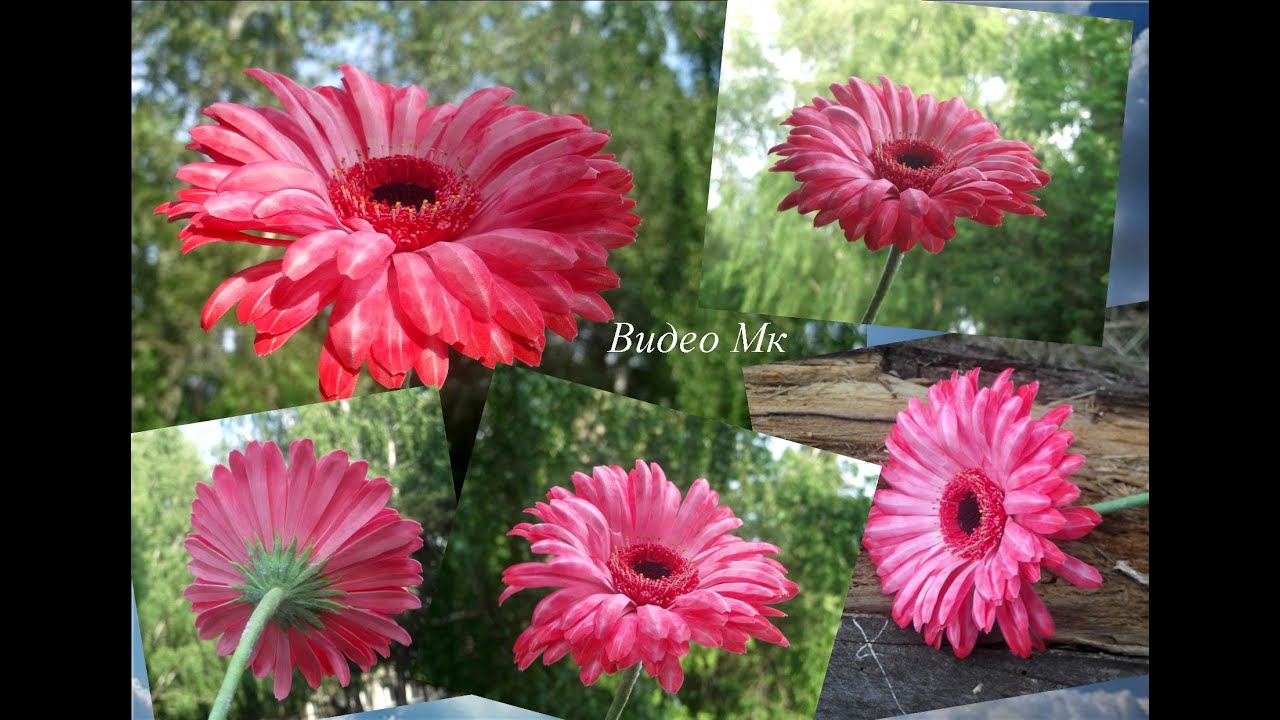 Гербера из зефирного фоамирана Gerbera made of marshmallow foamiran