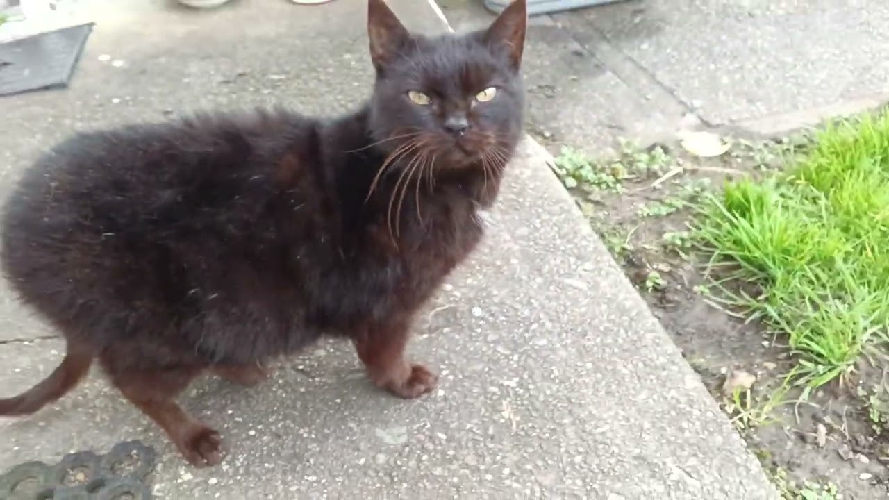 meet my new stray cat guys :)