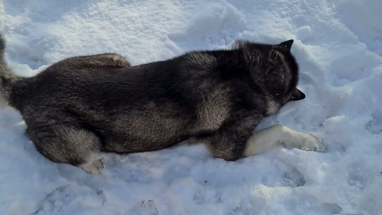 Loki the malamute