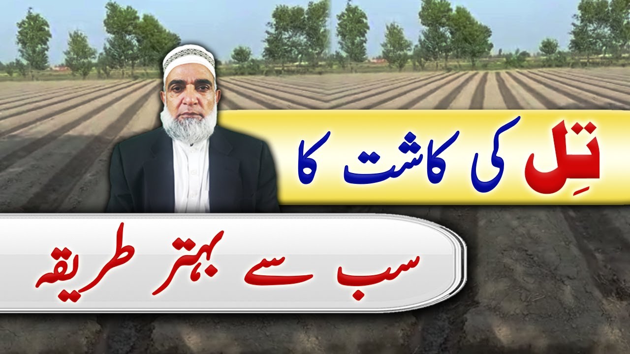Best sowing method of Sesame || Crop Reformer