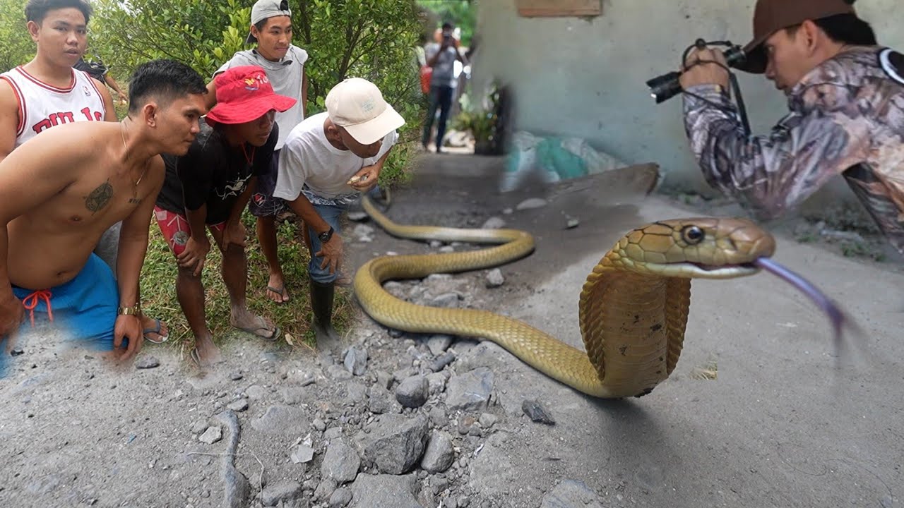 KING COBRA SA ILALIM NG BAHAY ANG PINAKAMAHIRAP NA MISYON NI COBRA PRINCE