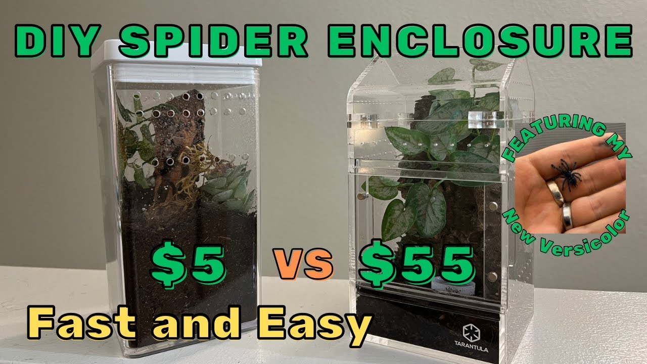 DIY CHEAP ENCLOSURE FOR MY NEW TARANTULA | EASY