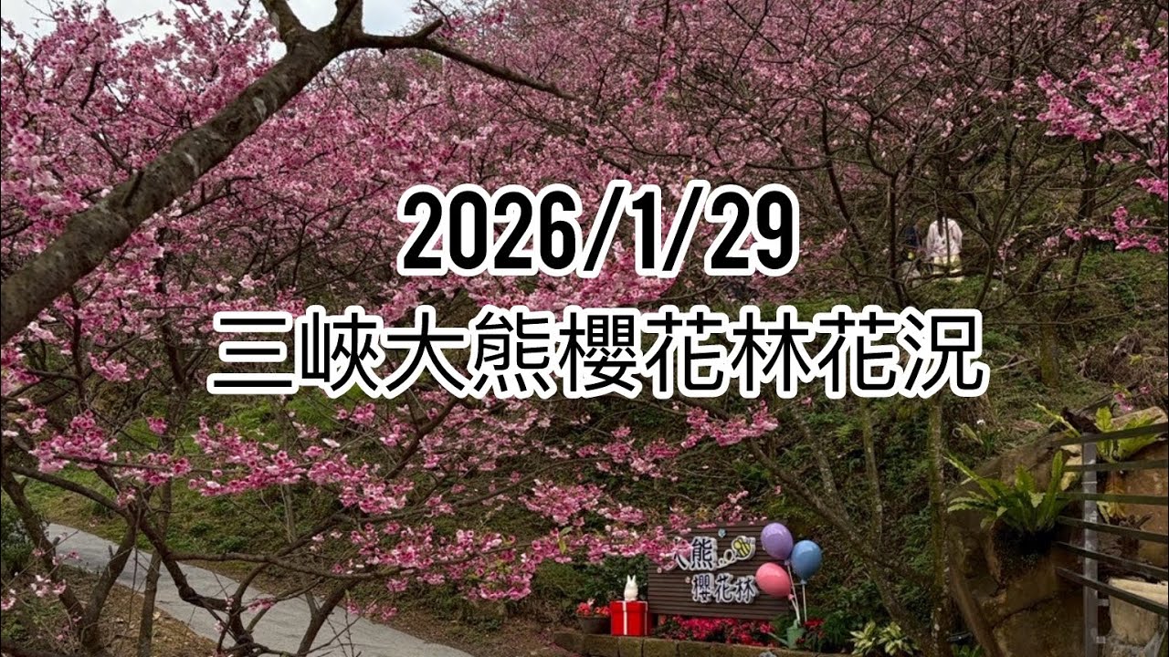 2026/1/29#大熊櫻花林花況