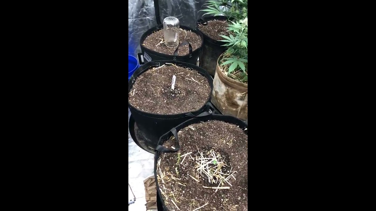 Garden Update SAG Harvest results and what&rsquo;s new growing on !