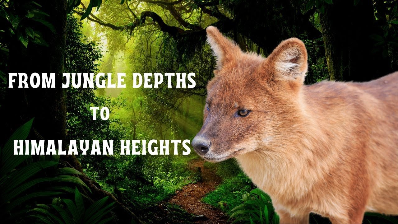 Dhole the Indian Wild Dog