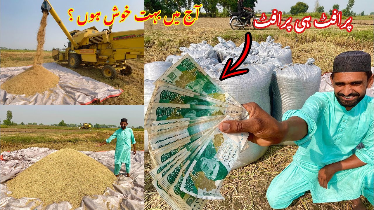 Alhumdullillah Is Dafa Profit Kamai💰 Chawal ki fasel kitne mein Sale ki ?
