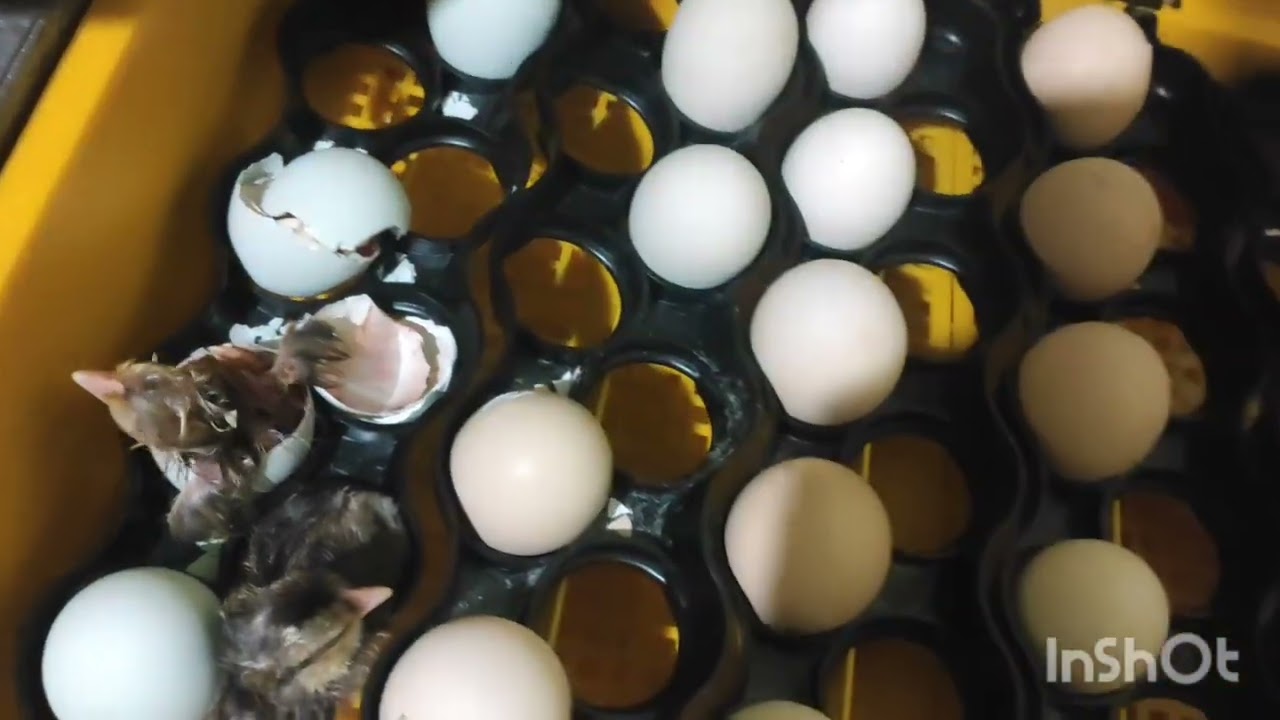 ТЕПЛУША АКВА! РЕЗУЛЬТАТИ ІНКУБАЦІЇ БЕЗ СВІТЛА! ІНКУБАЦІЯ ЯЄЦЬ БЕЗ ДОПОМОГИ. ЯК ВІН ПРАЦЮЄ?