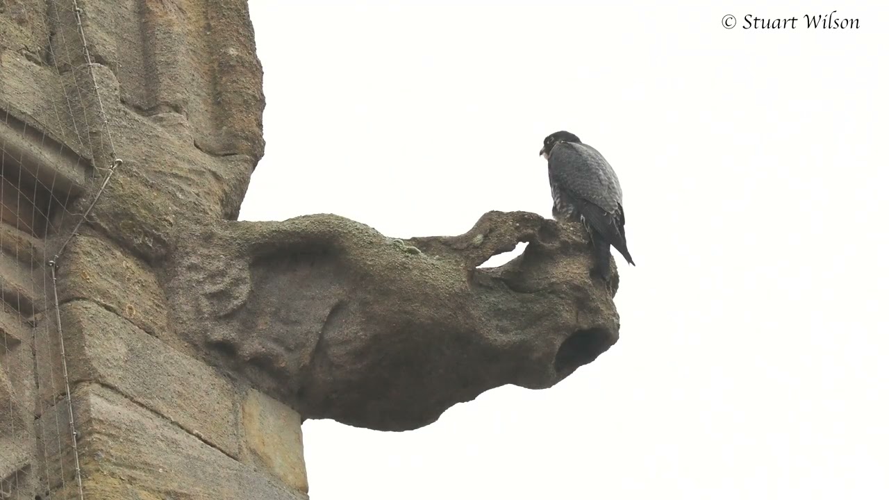 2026 01 26 Tiercel JA from France, St-Amand-Les-Eaux
