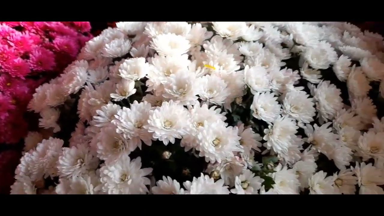 Uprawa chryzantem/ukorzenianie/ uszczykiwanie/ nawożenie miłego oglądania 🤗