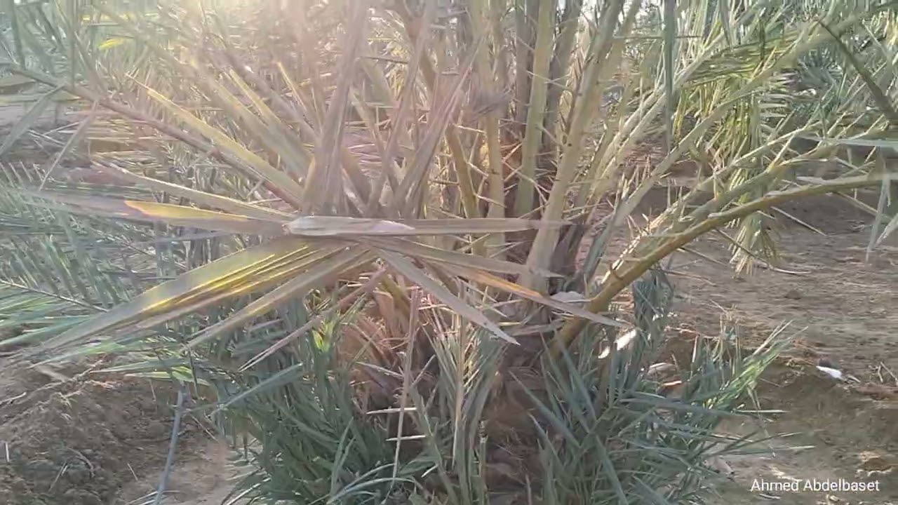 مزرعه علي مساحه 20 فدان بالواحات البحريه ✅ المهندس احمد عبد الباسط 01025798872