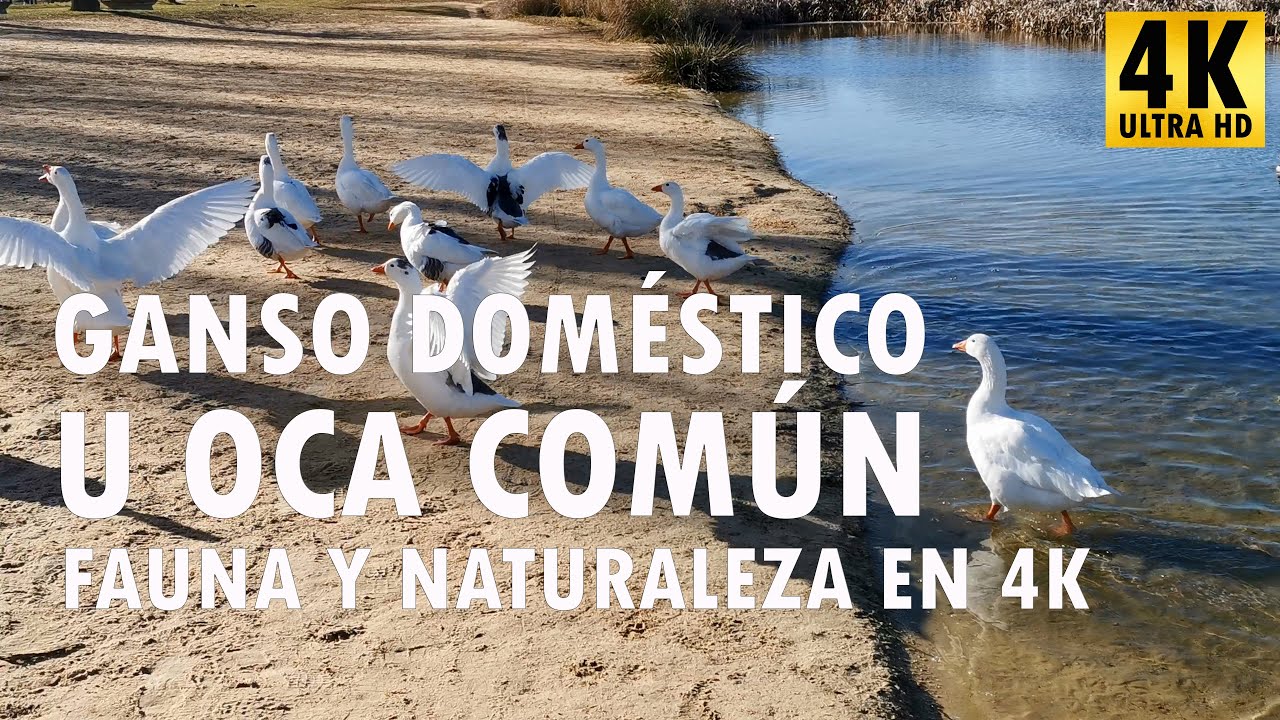 Ganso dom&eacute;stico u oca com&uacute;n - Anser anser - Fauna y naturaleza en 4K