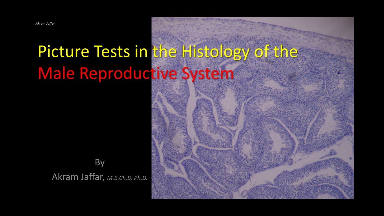 Picture tests in histology reproductive system - male