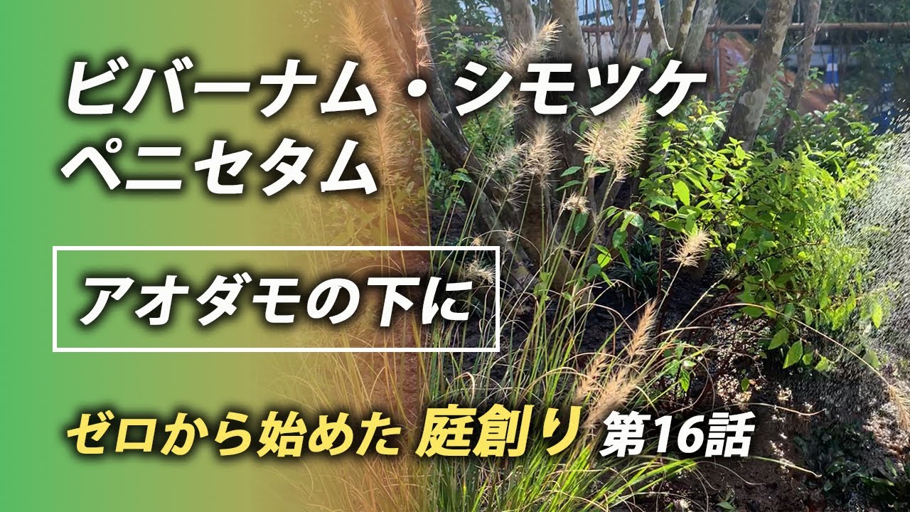 【ビバーナム・シモツケ・ペニセタム】アオダモの根締め植栽