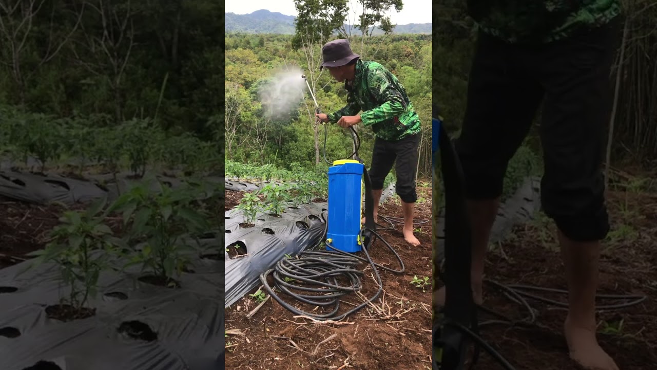 Long hose electric sprayer for spraying plants