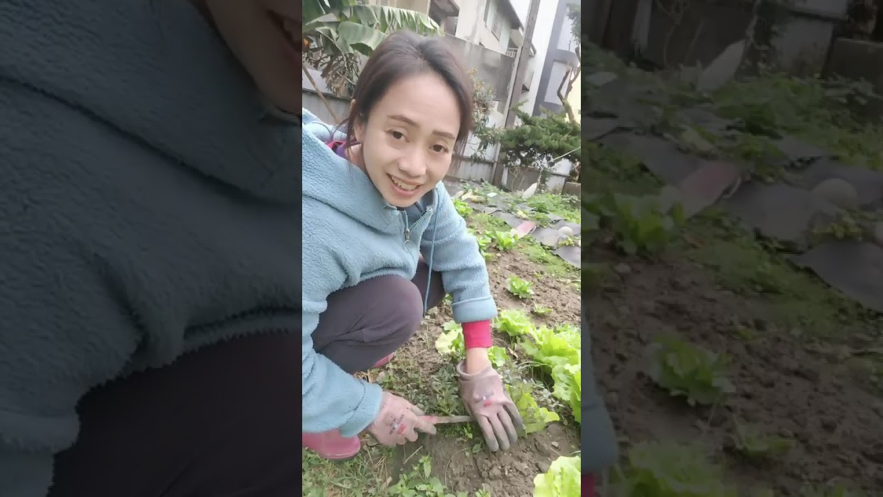 Sayur jadul , yang banyak manfaatnya,tp udah terlupakan, mungkin banyak yang nggak suka