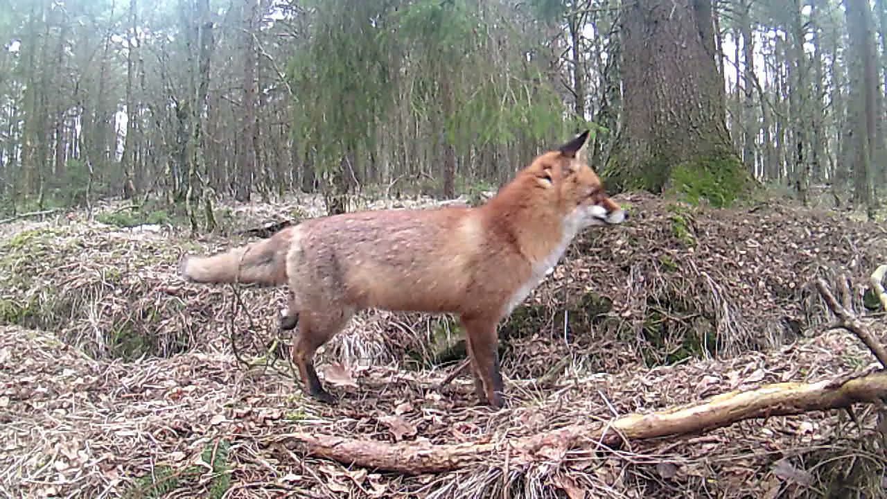 Im Wald mit Fuchs und Reh