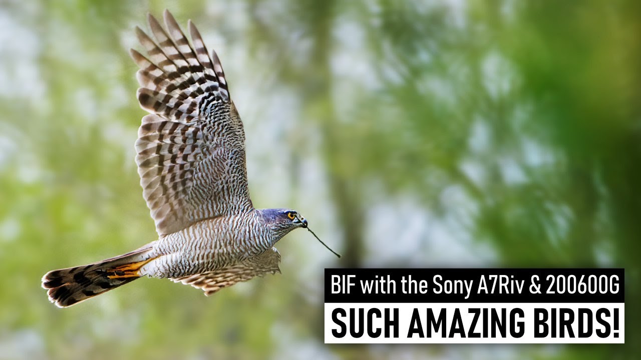 Photographing the Amazing Sparrowhawk in flight | Wildlife Photography Vlog