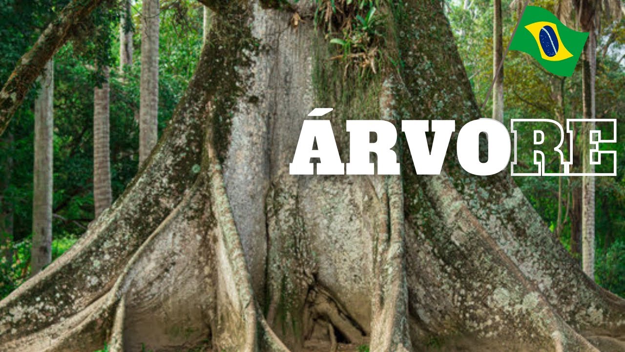 As 10 MAIORES &aacute;rvores do Brasil (As Gigantes Tropicais)