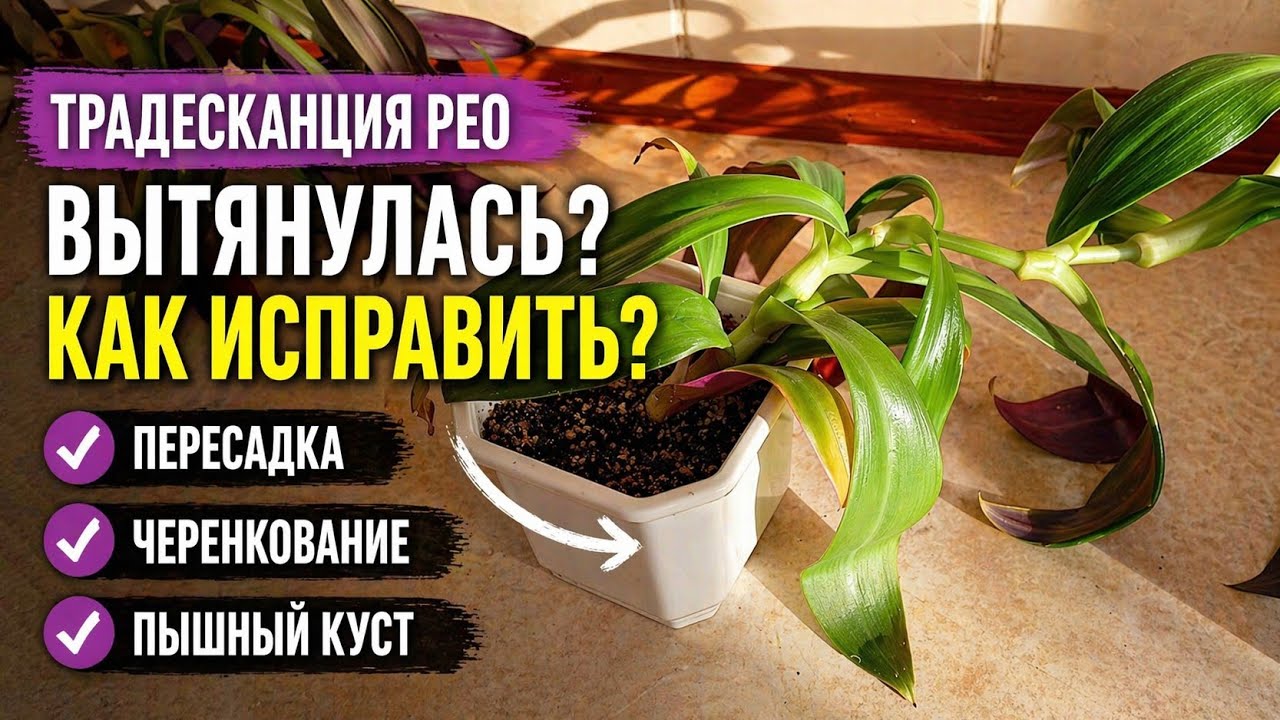 Традесканция Рео ВЫТЯНУЛАСЬ,Что нужно делать? #вытялунасьтрадесканция #традесканция #традесканциярео