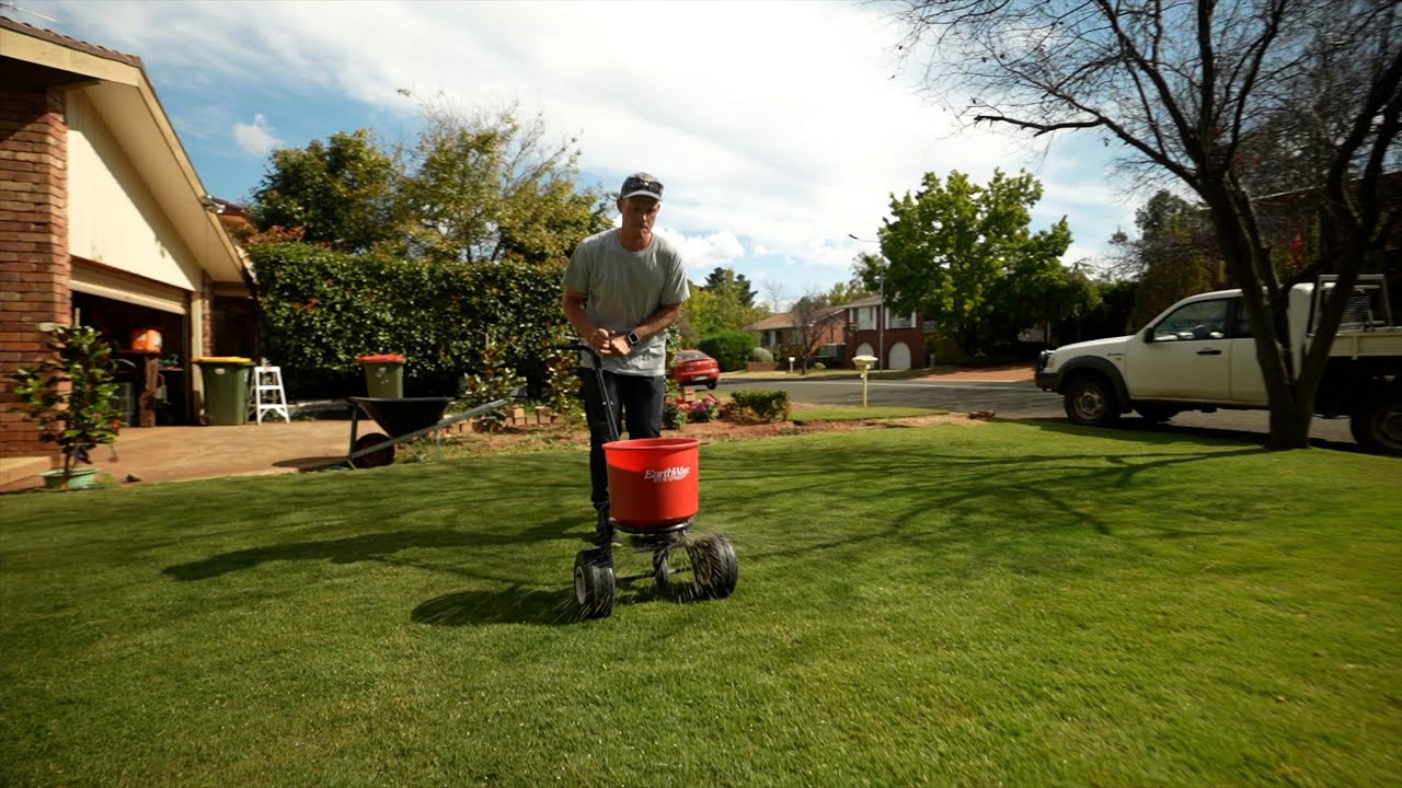 Putting Pre-Emergent on New Tiftuf (Bermuda) // Pre-emergent application