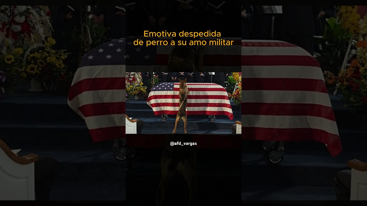 Emotiva despedida de perro a su amo militar fallecido en combate  #sad #triste #despedida #militar