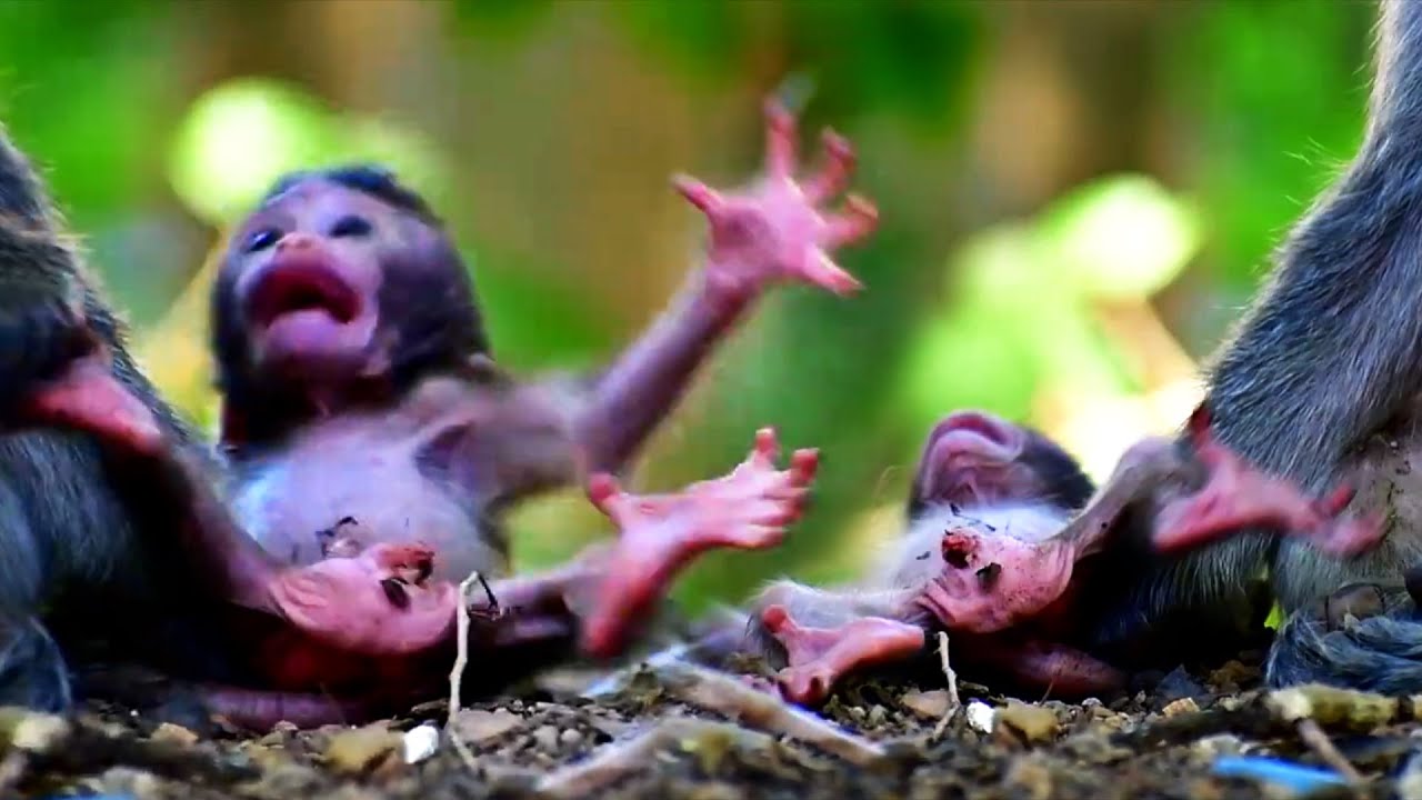 Tiny Baby Monkey Moments 2026 Really Needs Mommy's Warm Care